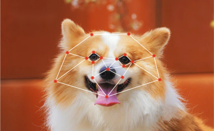 Dog Face Recognition