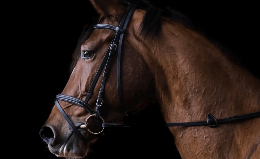 AI-powered solution for horse breeding