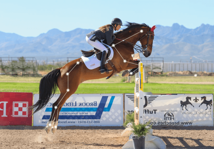 animal pose estimation